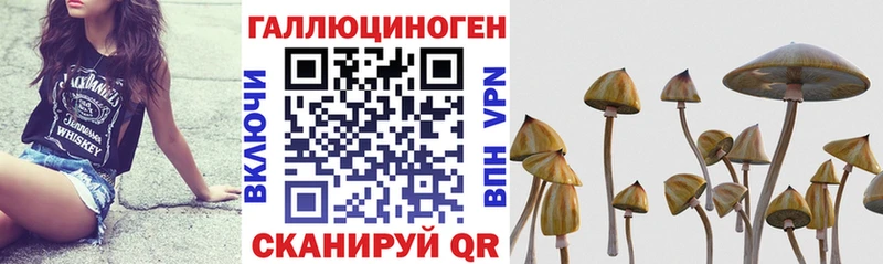 дарнет шоп  Белоозёрский  Галлюциногенные грибы прущие грибы 